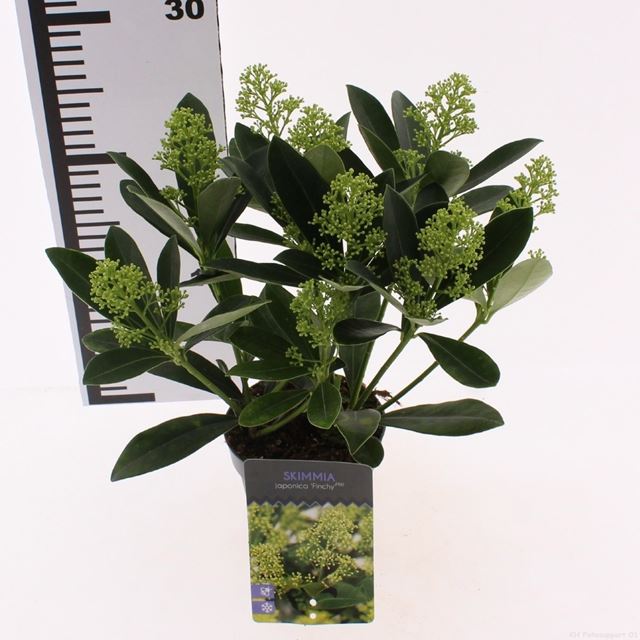 Picture of Skimmia japonica finchy 05+-bl