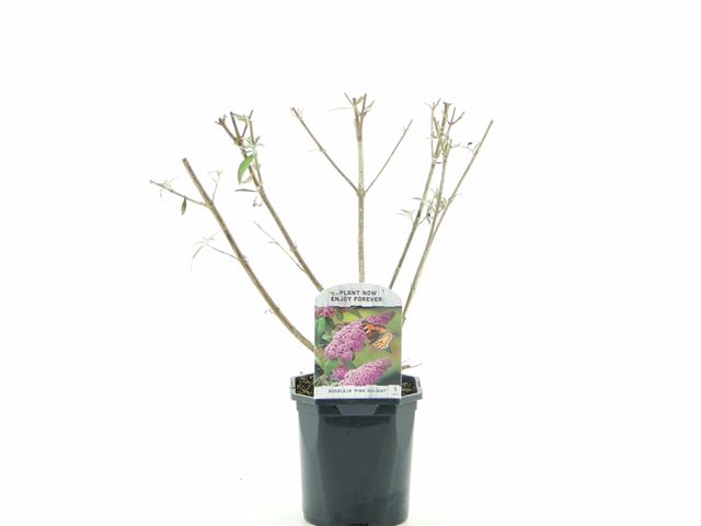 Picture of Buddleja davidii pink delight