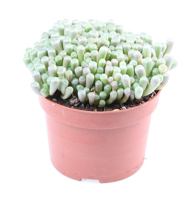 Picture of Fenestraria rhopalophylla