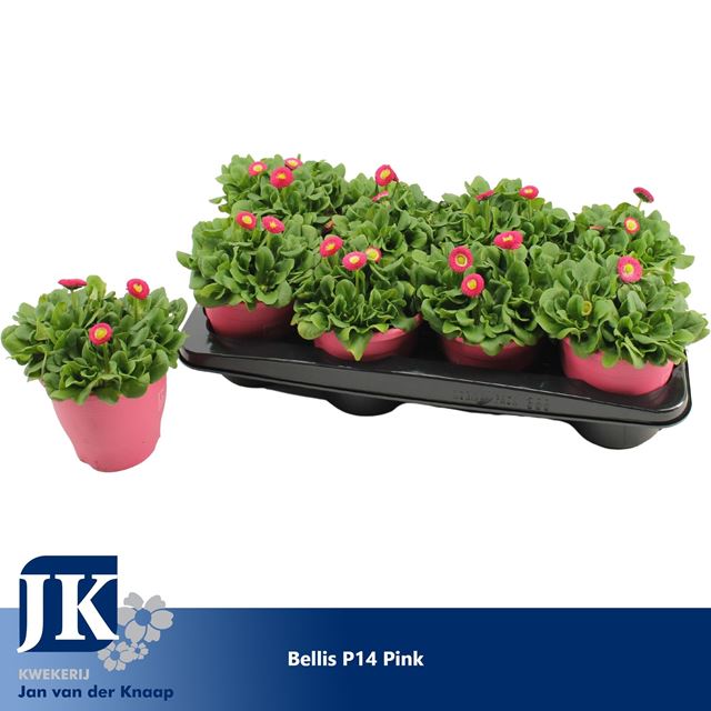 Picture of Bellis perennis pink in pink pot