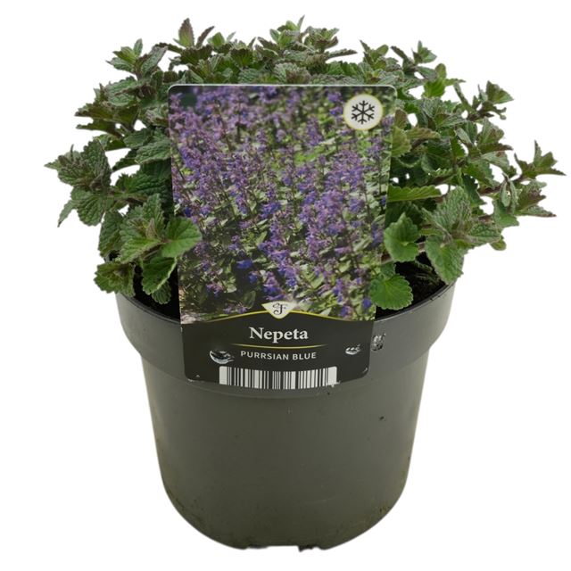 Picture of Nepeta faassenii purrsian blue