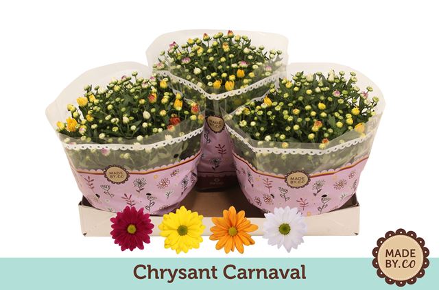 Picture of Chrysanthemum indicum carnaval