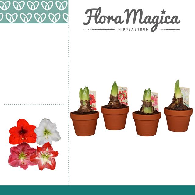 Picture of HIPPEASTRUM 02-FL MIX IN TERRACOTTA POT