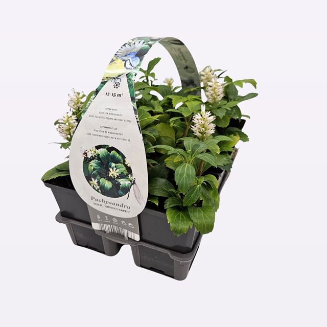 Picture of PACHYSANDRA TERMINALIS GREEN SHEEN 06-PACK