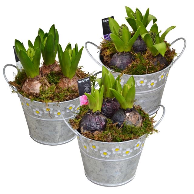 Picture of HYACINTHUS 03BULBS ZINC BUCKET MAXI