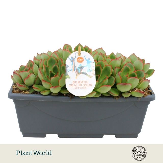 Picture of Echeveria skater