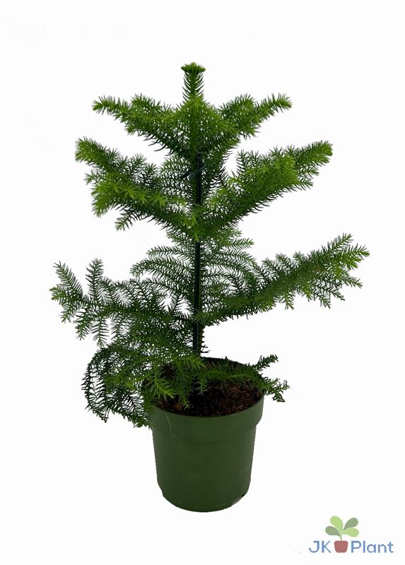 Picture of ARAUCARIA HETEROPHYLLA