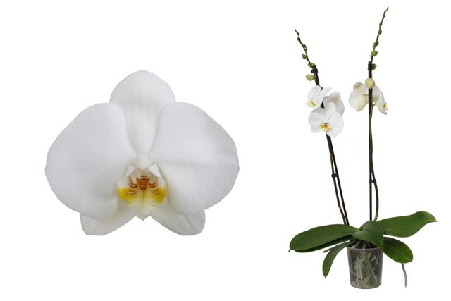 Picture of PHALAENOPSIS 02-STEM WHITE