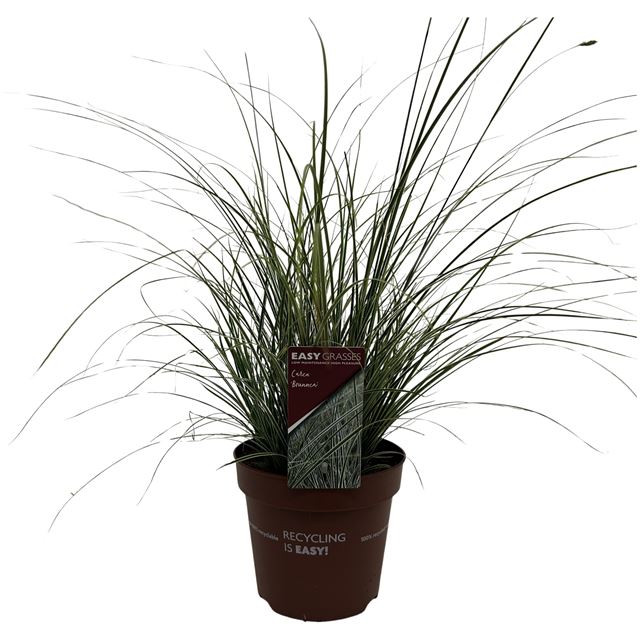 Picture of Carex morrowii variegata