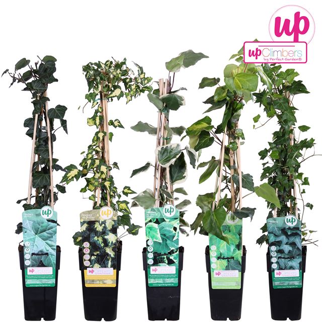 Picture of Hedera mix