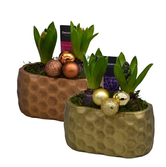 Picture of HYACINTHUS 02BULBS RAVA CERAMIC