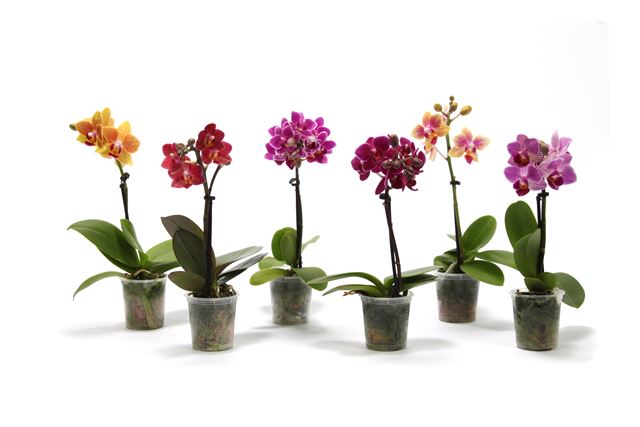 Picture of Phalaenopsis 01-stem mini mix