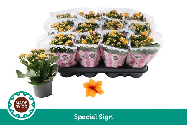 Picture of Kalanchoe double special sign