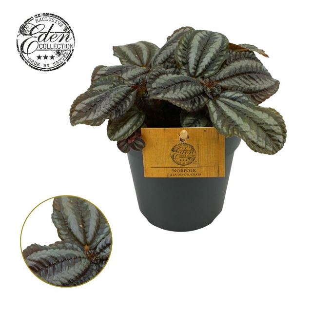 Picture of Pilea involucrata norfolk
