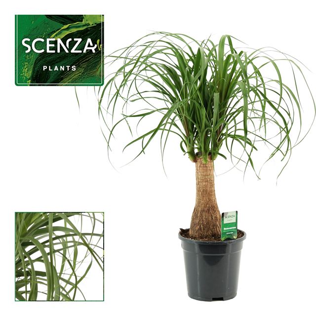 Picture of Beaucarnea recurvata nolina straight stem