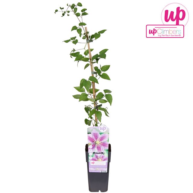 Picture of Clematis pillu