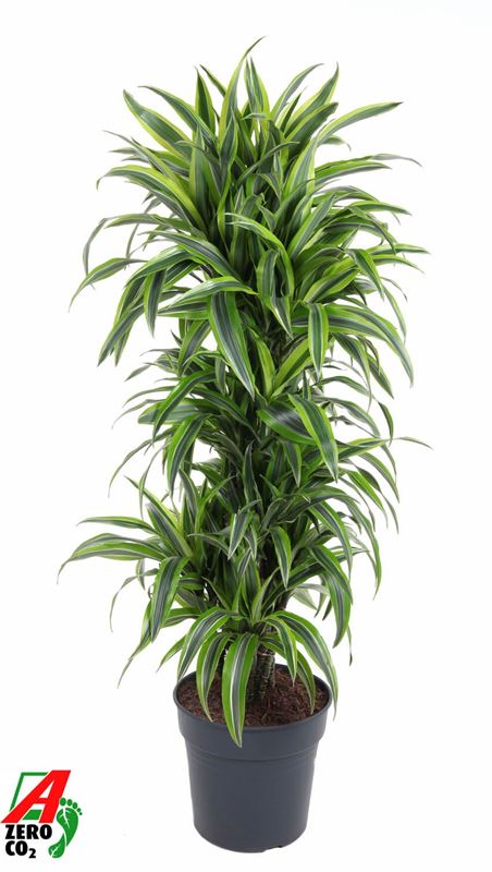 Picture of Dracaena fragrans lemon lime branched