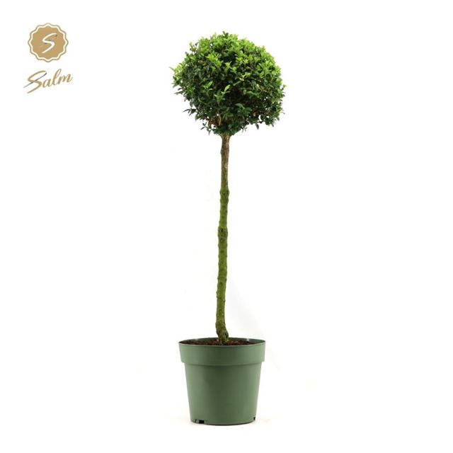 Picture of Buxus sempervirens ball on stem