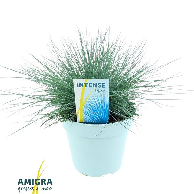 Picture of Festuca glauca intense blue