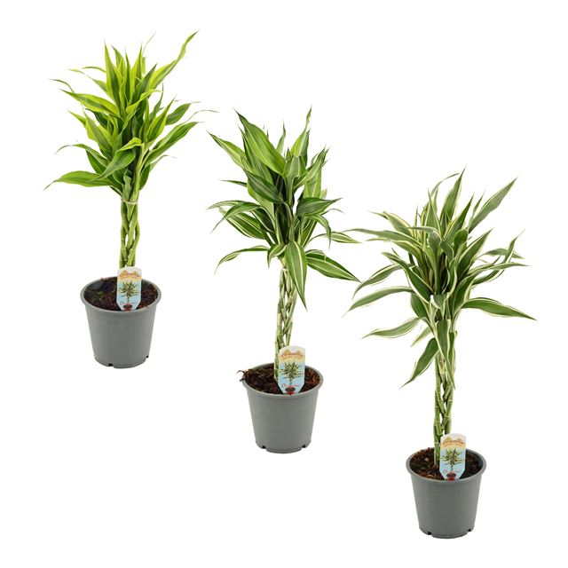 Picture of DRACAENA SANDERIANA MIX BRAIDED STEM