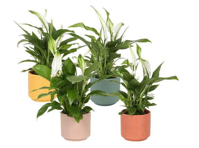 Picture of SPATHIPHYLLUM IN CERAMIC