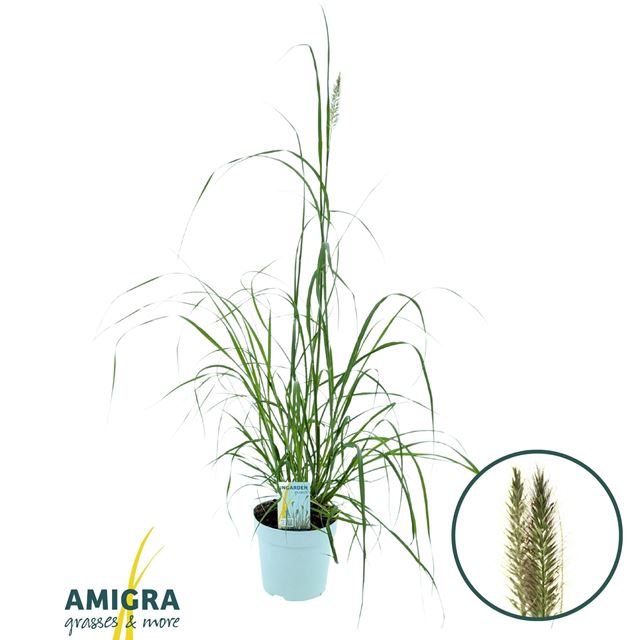 Picture of Pennisetum alopecuroides black alvernee
