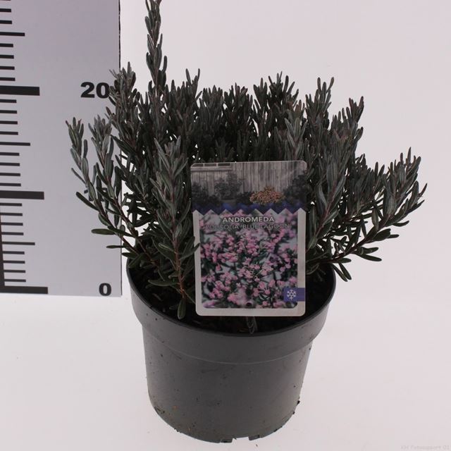 Picture of Andromeda polifolia blue lagoon - snepvangers
