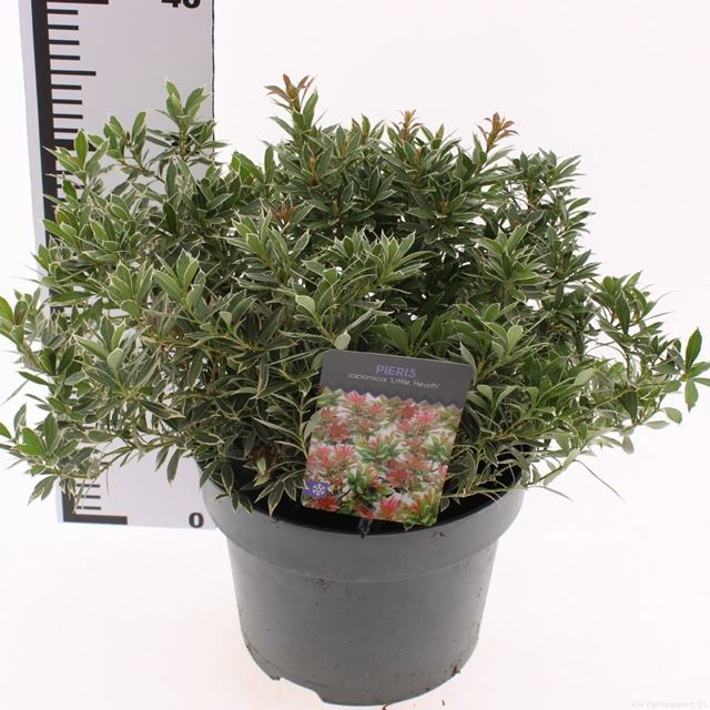 Picture of Pieris japonica little heath