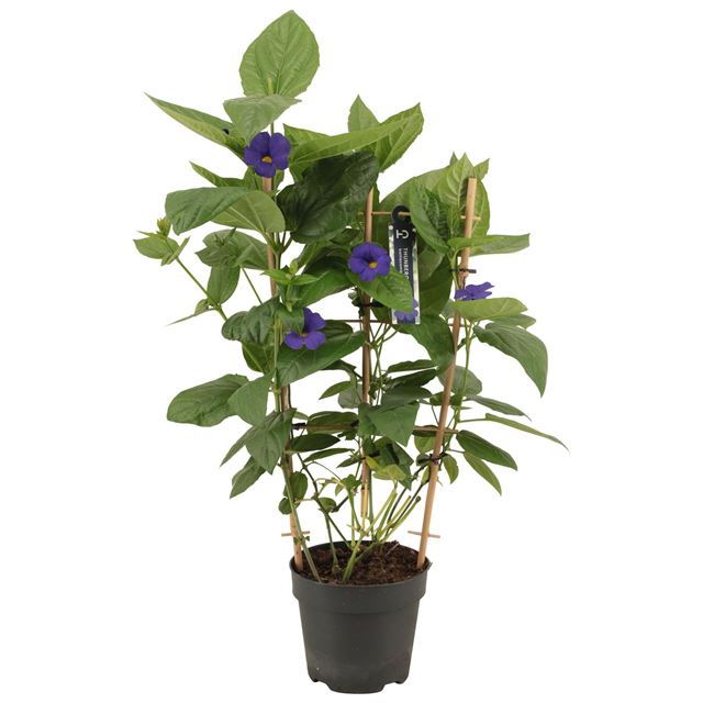 Picture of Thunbergia battiscombei on frame