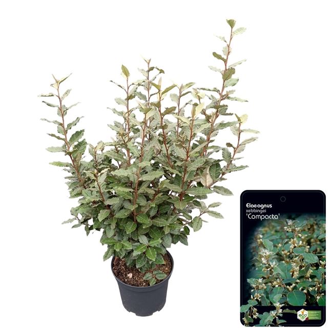 Picture of Elaeagnus ebbingei compacta