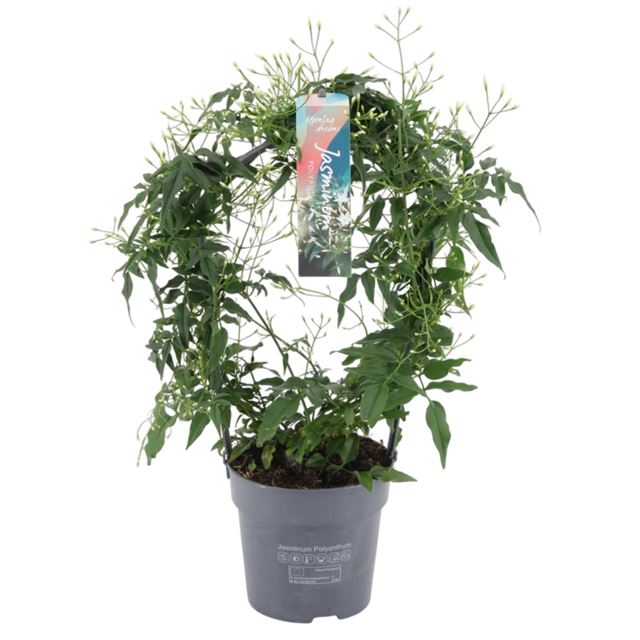 Picture of JASMINUM POLYANTHUM BOOG