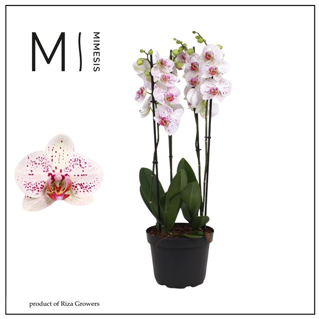 Picture of Phalaenopsis 04-stem marvellous goya