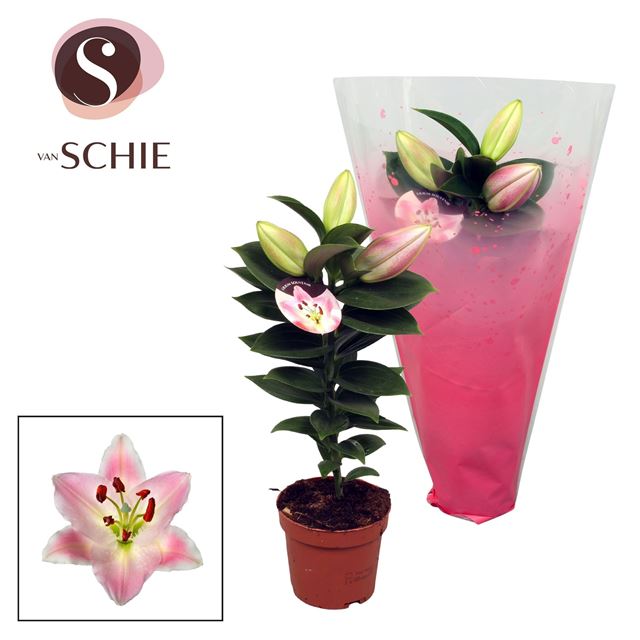 Picture of Lillium orientalis little lily souvenir