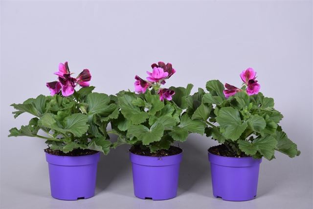 Picture of Pelargonium grandiflorum purple