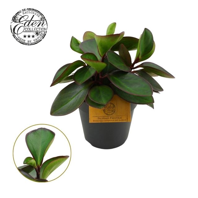 Picture of Peperomia clusiifolia red margin