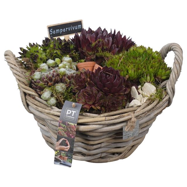 Picture of Sempervivum arrangement in wicker basket