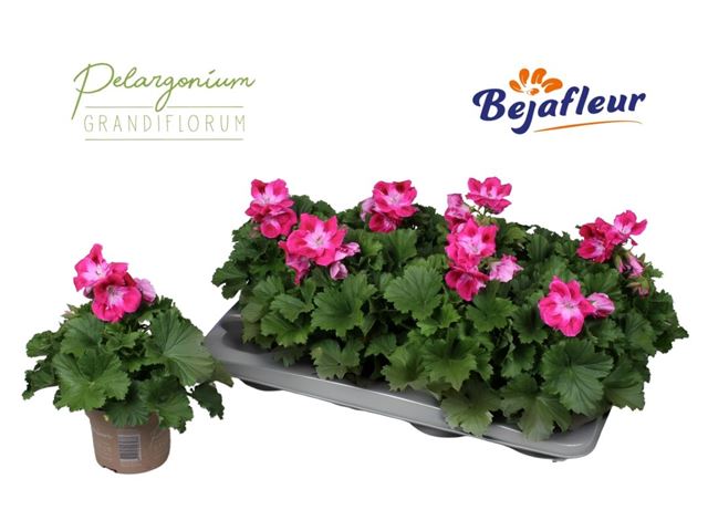 Picture of Pelargonium grandiflorum hyp 30