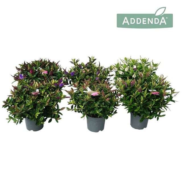 Picture of HEBE/VERONICA ADDENDA GREEN LEAVED MIX
