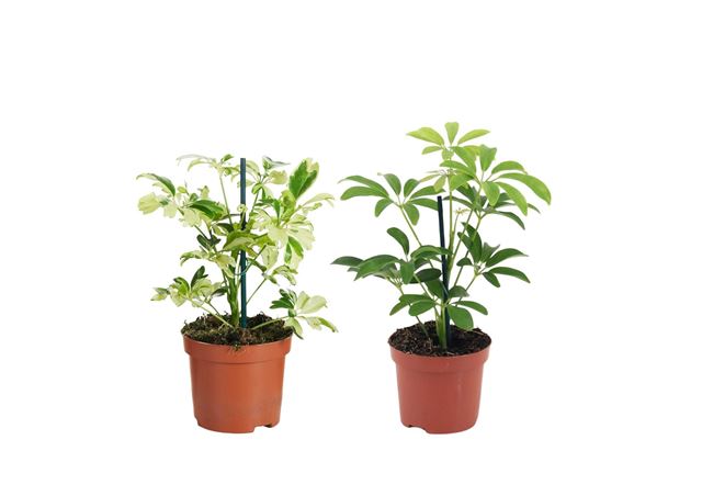 Picture of Schefflera mix