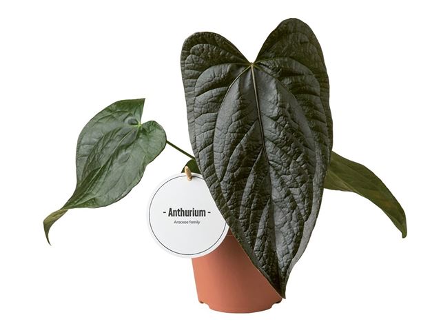 Picture of Anthurium queen of hearts