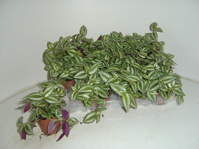 Picture of TRADESCANTIA ZEBRINA