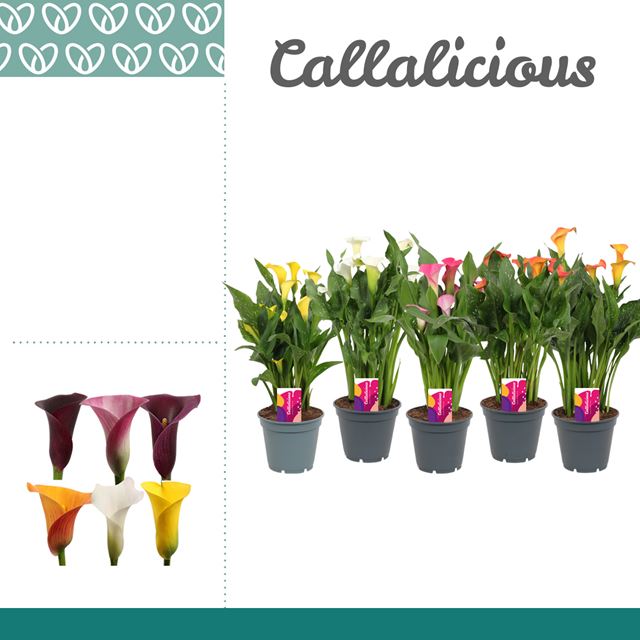 Picture of ZANTEDESCHIA MIX