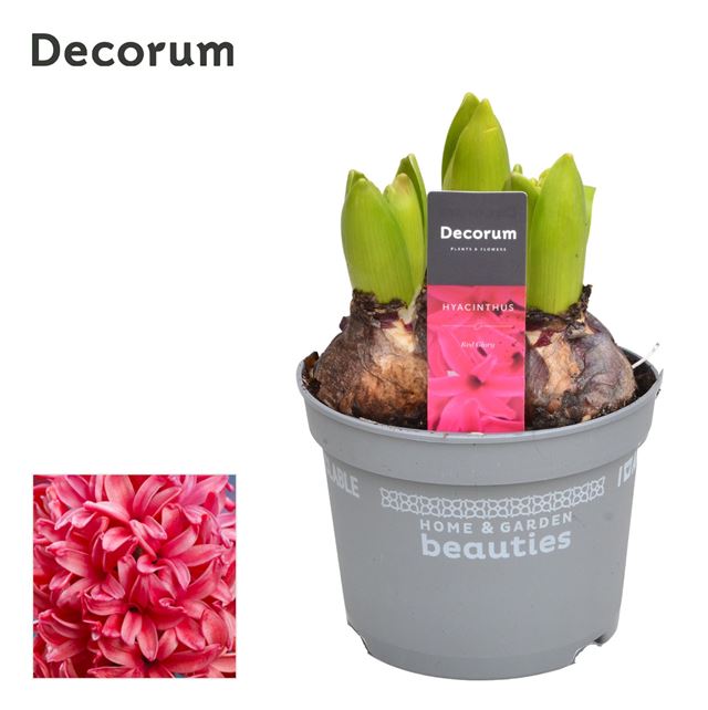 Picture of Hyacinthus 03bulbs red