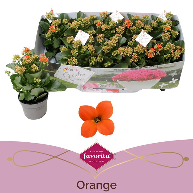 Picture of Kalanchoe garden favorita orange