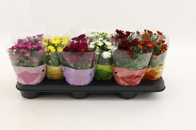 Picture of Chrysanthemum swifty mix