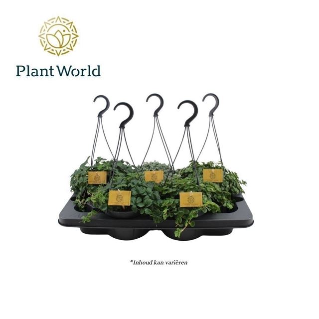 Picture of Foliage in hanging basket