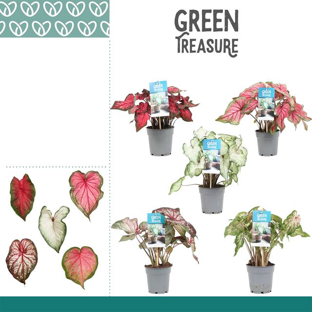 Picture of Caladium mix