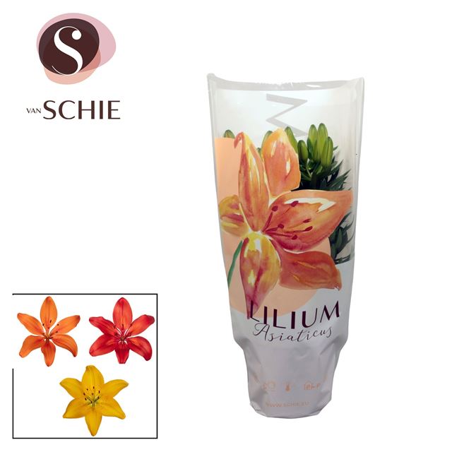 Picture of Lilium asiatic 03pp mix