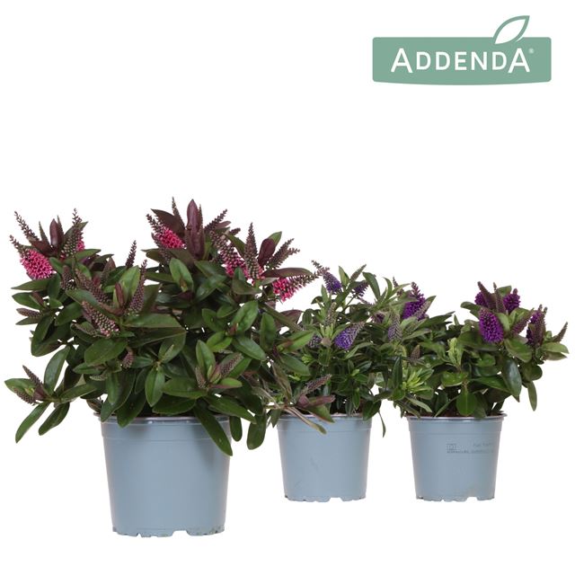 Picture of Veronica addenda donna mix