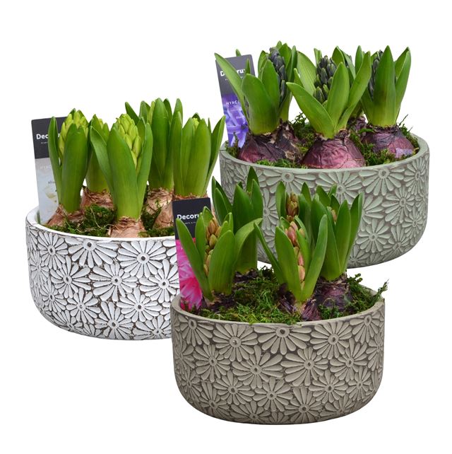 Picture of Hyacinthus 05bulbs ceramic daisy bowl